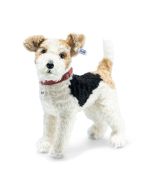 Foxy Foxterrier