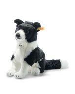 Jaycee Border Collie
