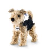 Terri Welsh-Terrier