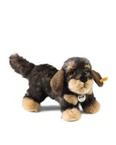 Moritz Rauhaardackel